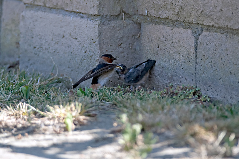 1D3_6085.jpg