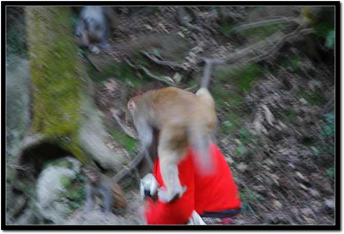 monkey2.jpg