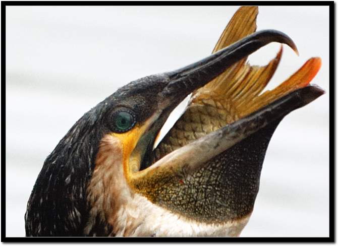 cormorant.jpg