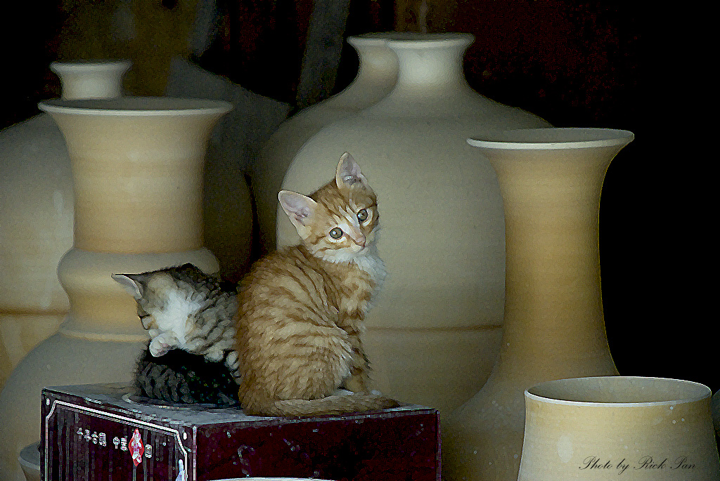cats01.jpg