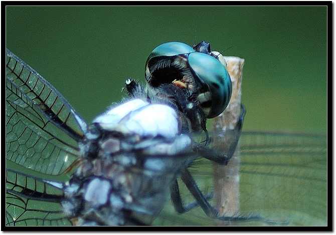 dragon fly1.jpg
