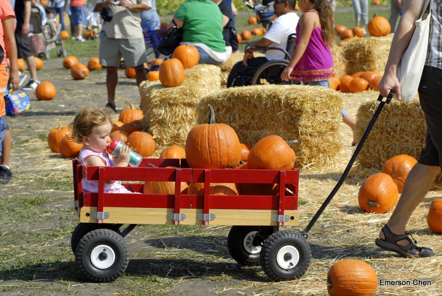 Pumpkin_1-64.JPG
