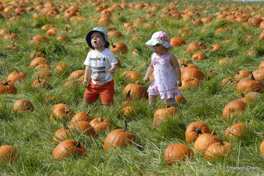 Pumpkin_1-46.JPG