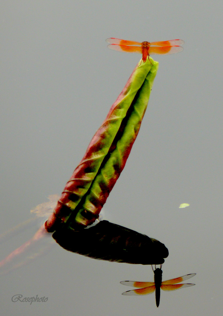 L1010828.JPG