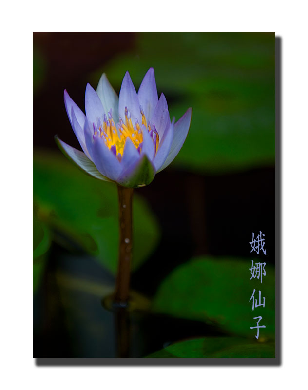 lotus800.jpg