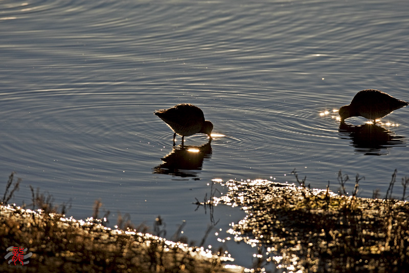 1D3_0980.jpg