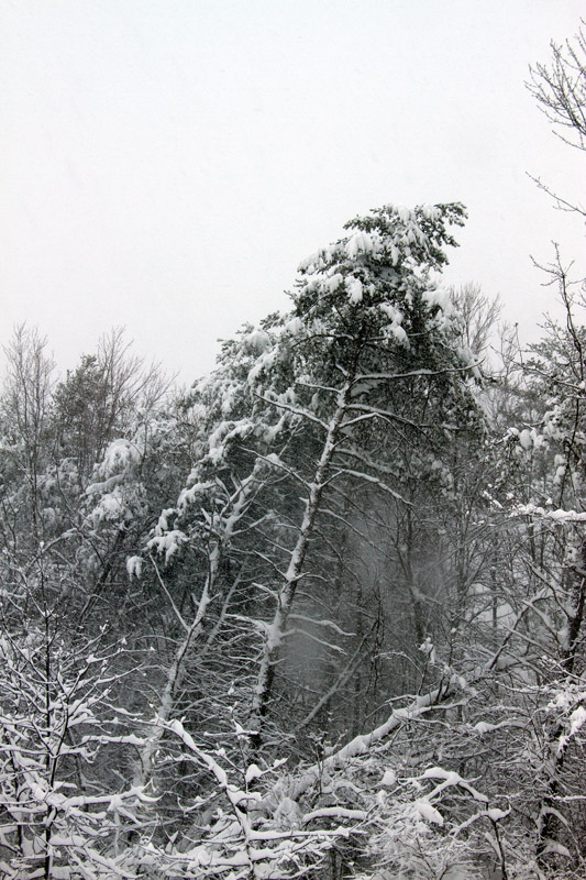 IMG_6323.jpg