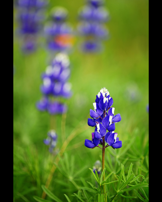 4 springflower8x10.jpg