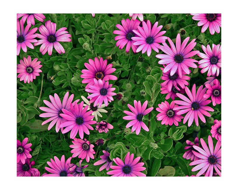 wild flower1.jpg