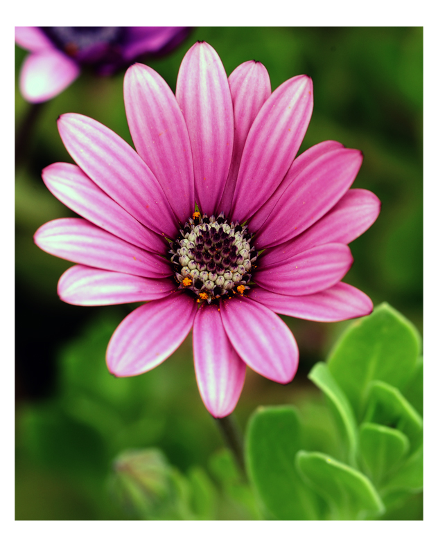 wild flower2.jpg