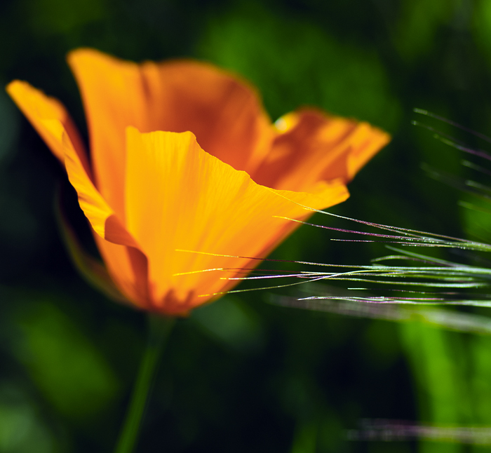 _3006166-700.jpg