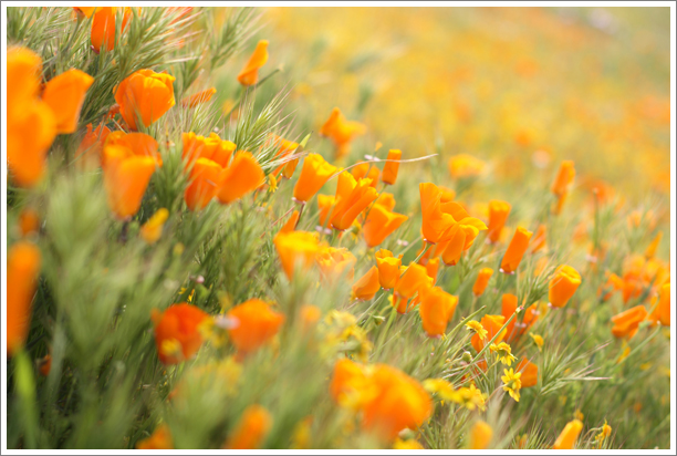 flowers-1.jpg