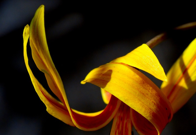 lily1.jpg