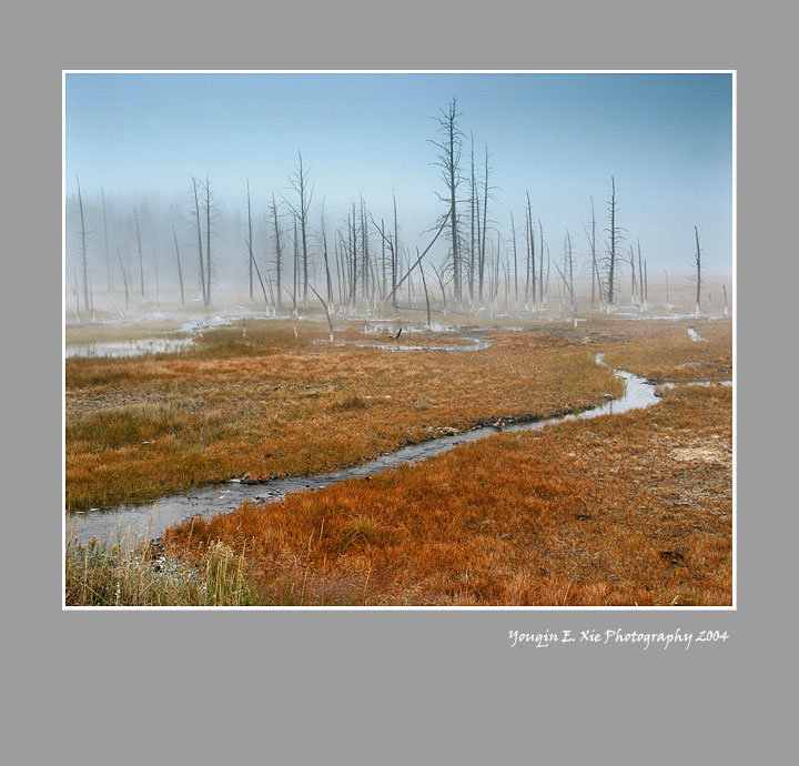 Burned-Pines_5140-Framed.jpg