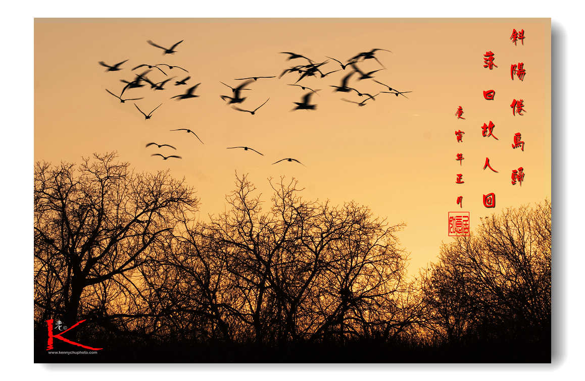 Sunset Bird.jpg