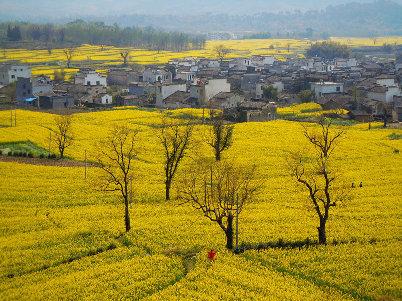 黟县 卢村油菜花     028A.jpg