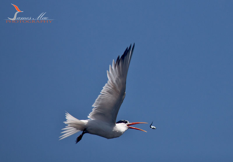 IMG_4462.JPG