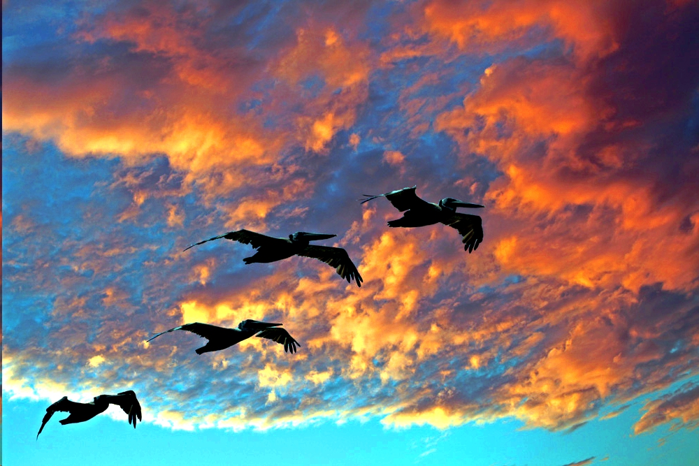 flying_birds.jpg