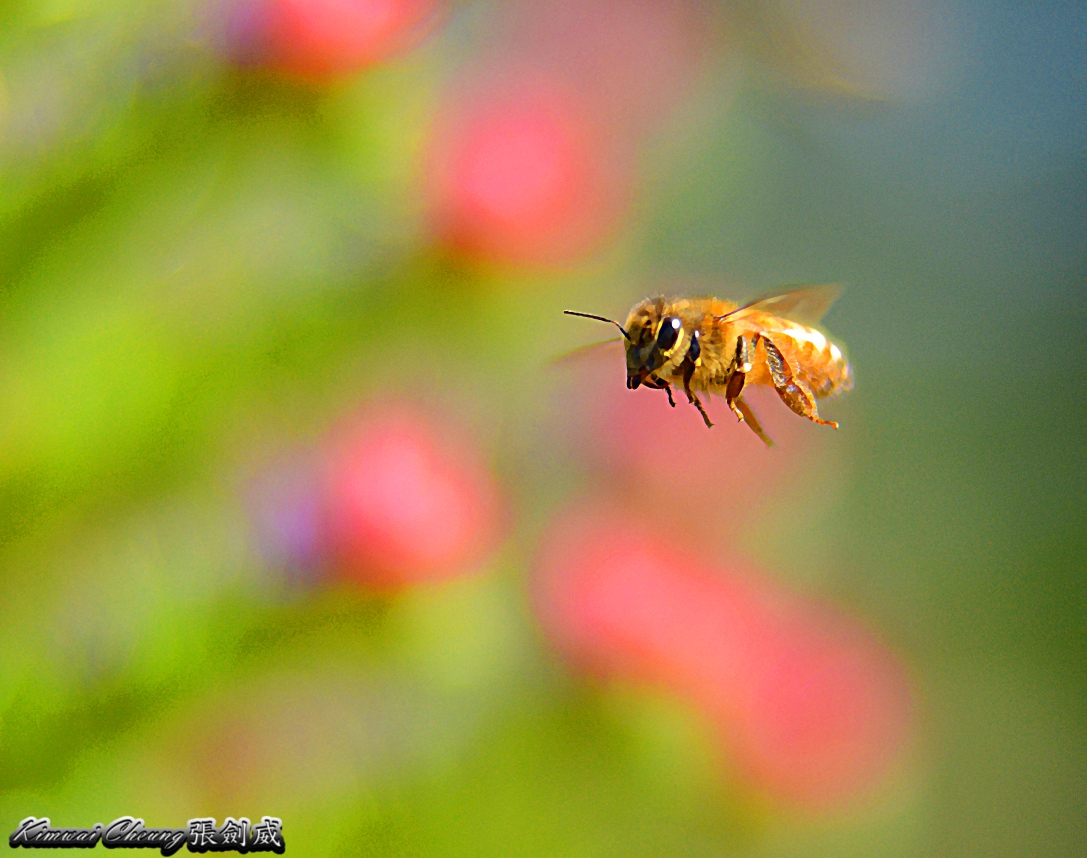 Bee-in-flight-DSC_2967.jpg