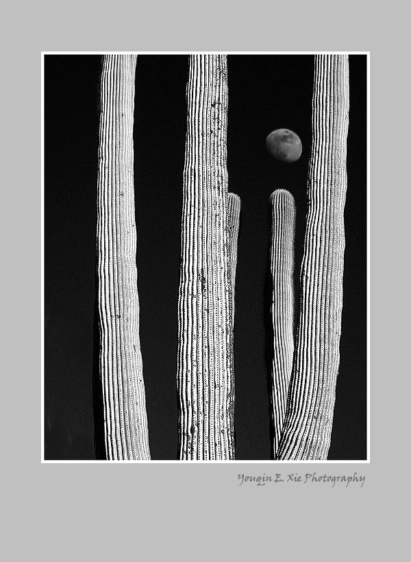 Saguaro1.jpg