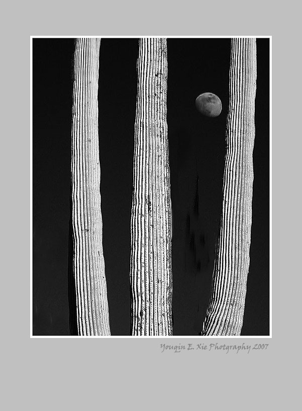 Saguaro4.jpg