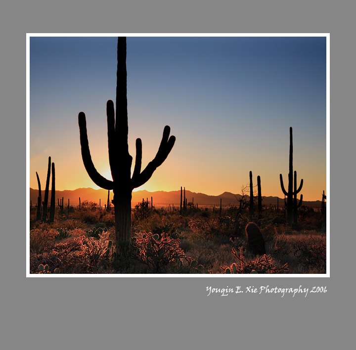 Saguaro_MG_7013 4by5 Framed.jpg