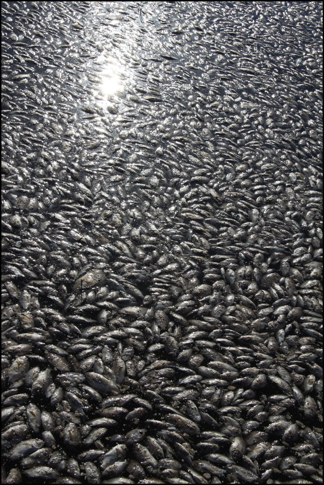 salton 8.jpg