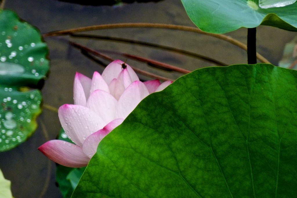 ZLI_2013-09-04_23-14-00.jpg