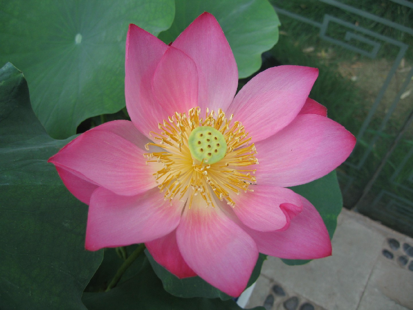 MalOtus3_sml.JPG