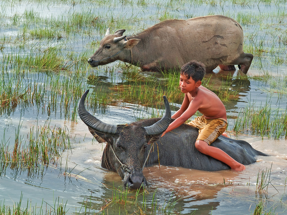 TRAVAL #1 THANH LAM Title The Boy and Water Buffalo.jpg