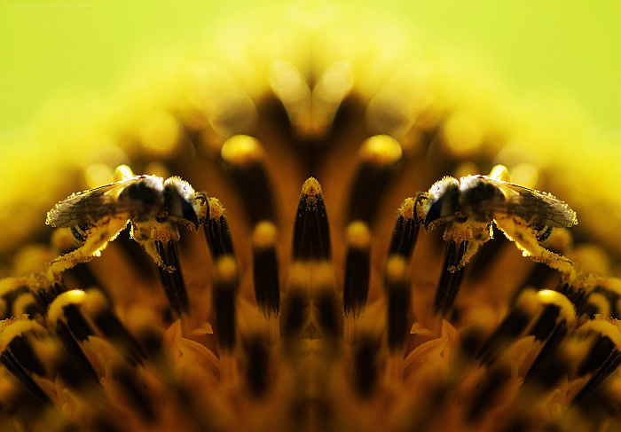 Bee 2 700x465.jpg