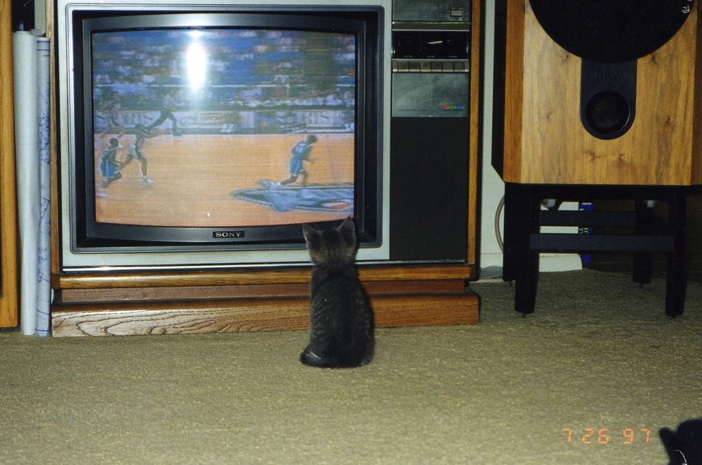 Copy of Cat1020.jpg