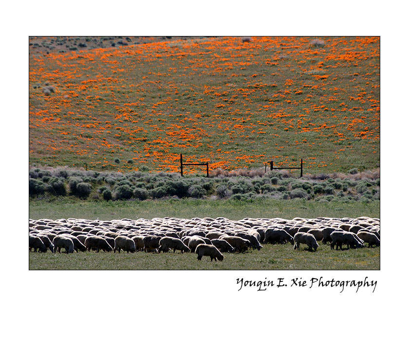 PoppyField_2944_F.jpg