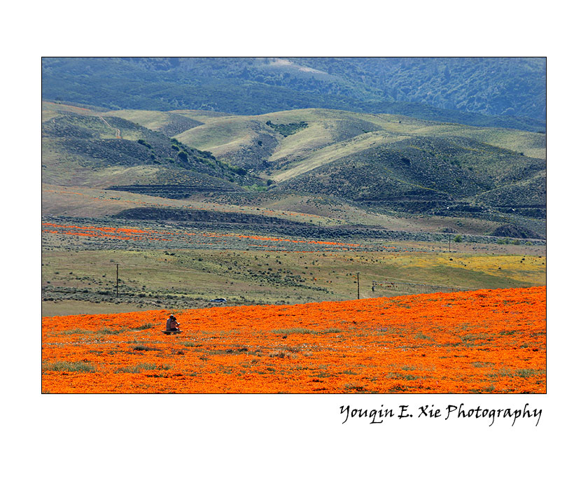PoppyField_2956_F.jpg