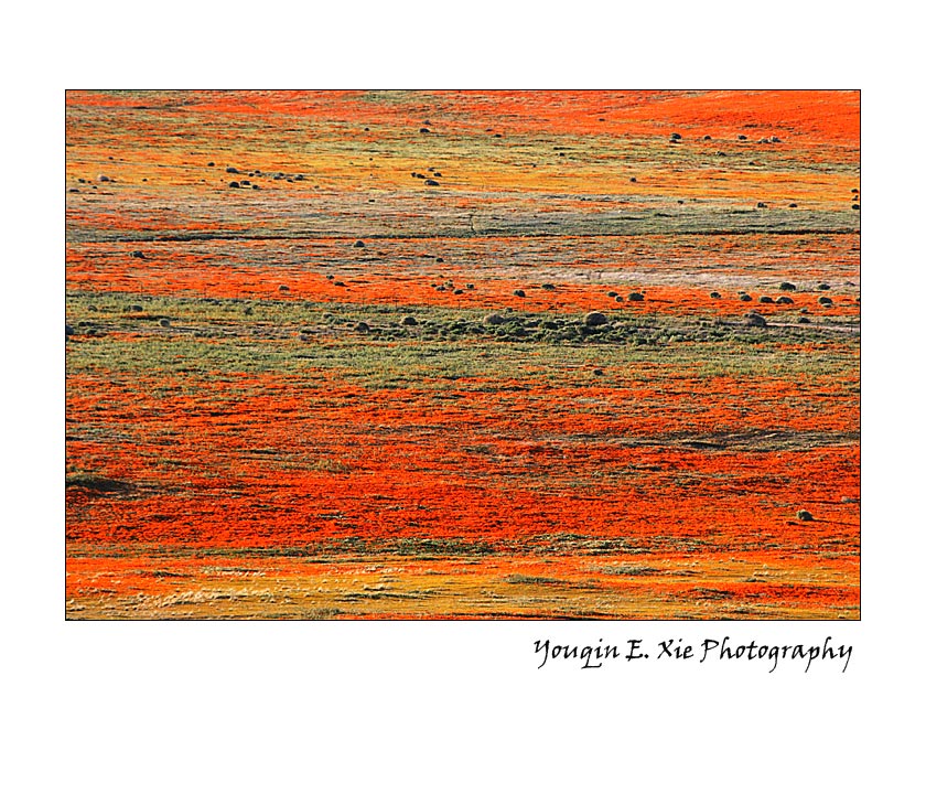PoppyFiled_3025_F2.jpg