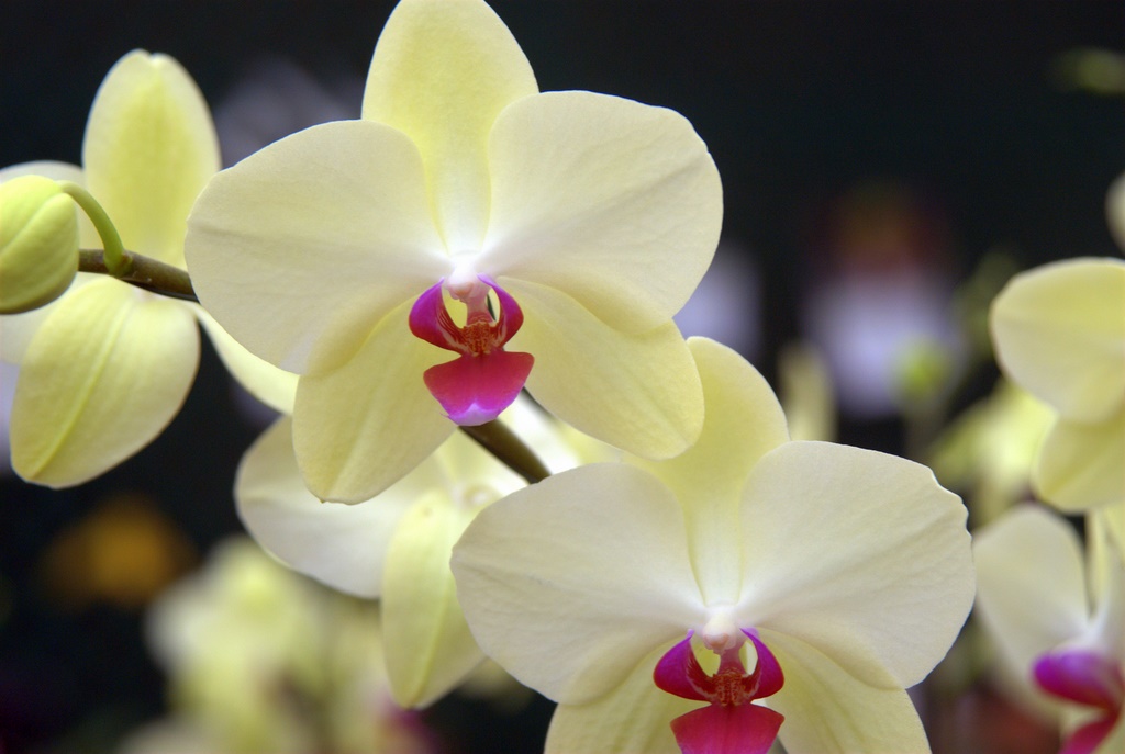 Orchids033-1.jpg