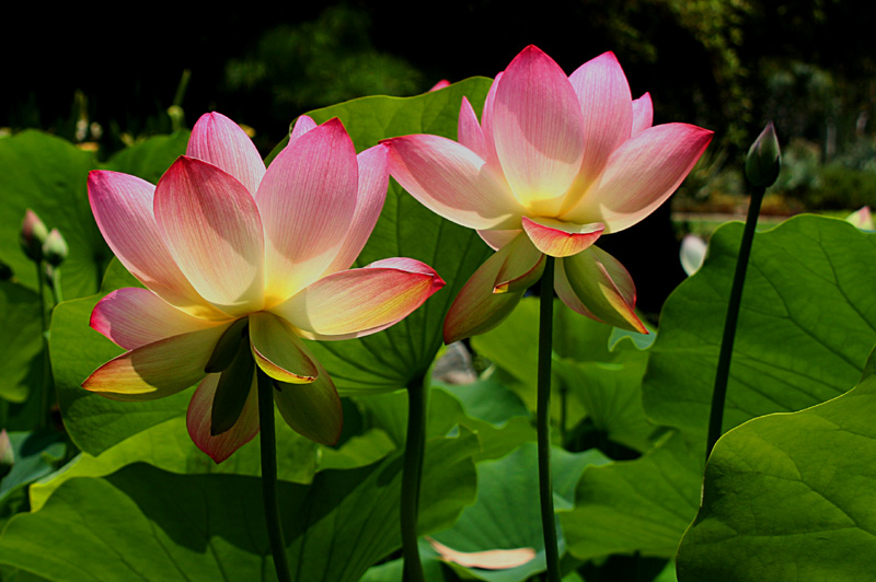 IMG_9038.jpga.jpg