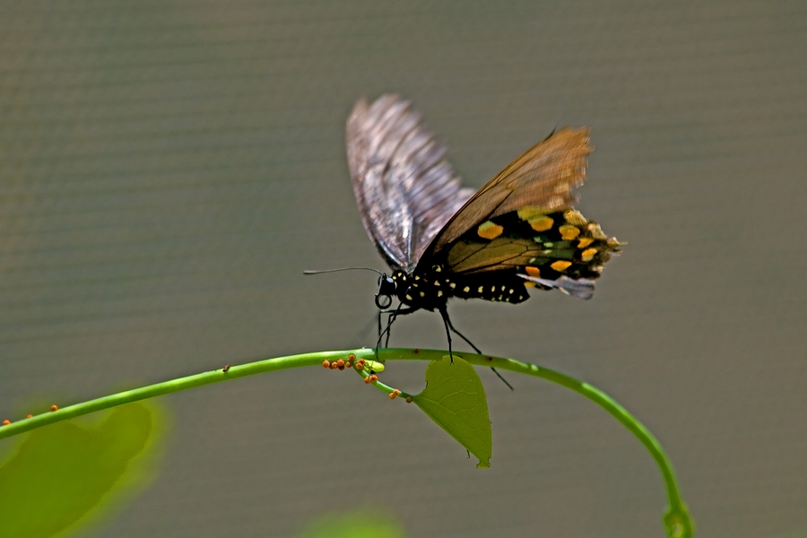 Btf_080615.jpg