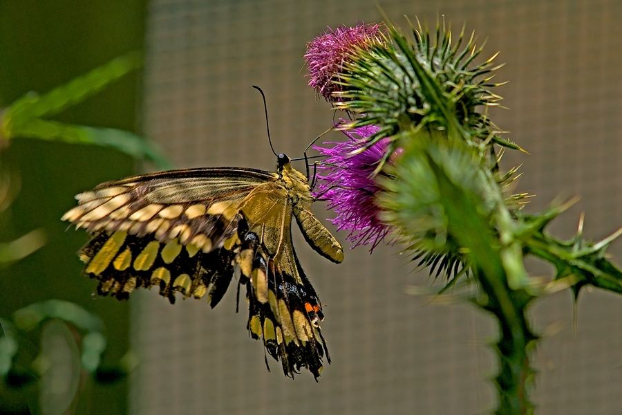 Btf_080618.jpg