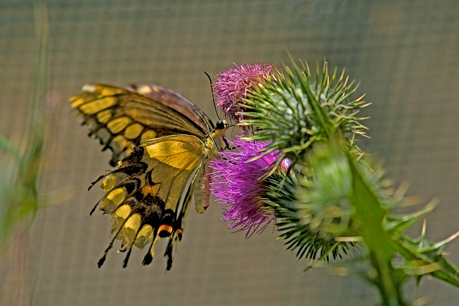 Btf_080620.jpg