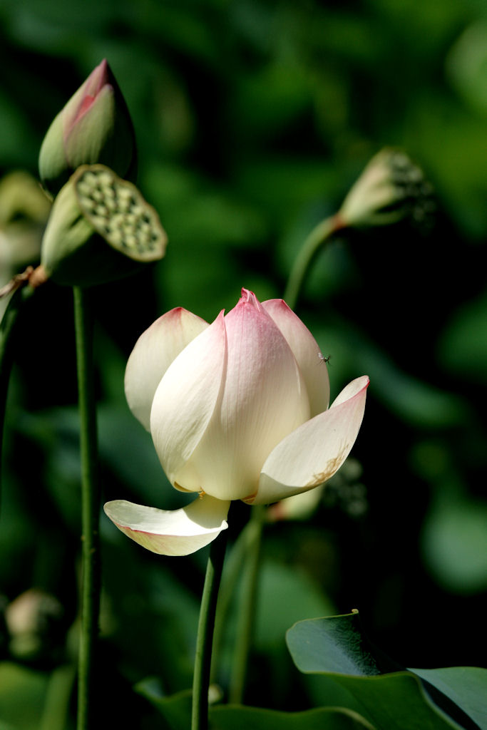DSC04313-A.JPG