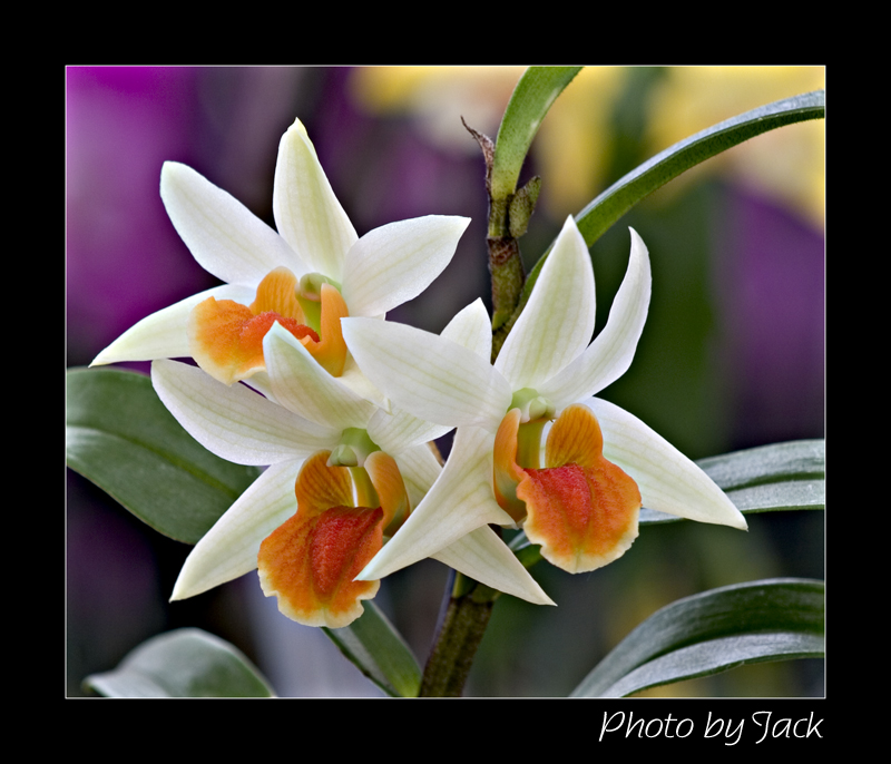 CRW_5088_a.jpg