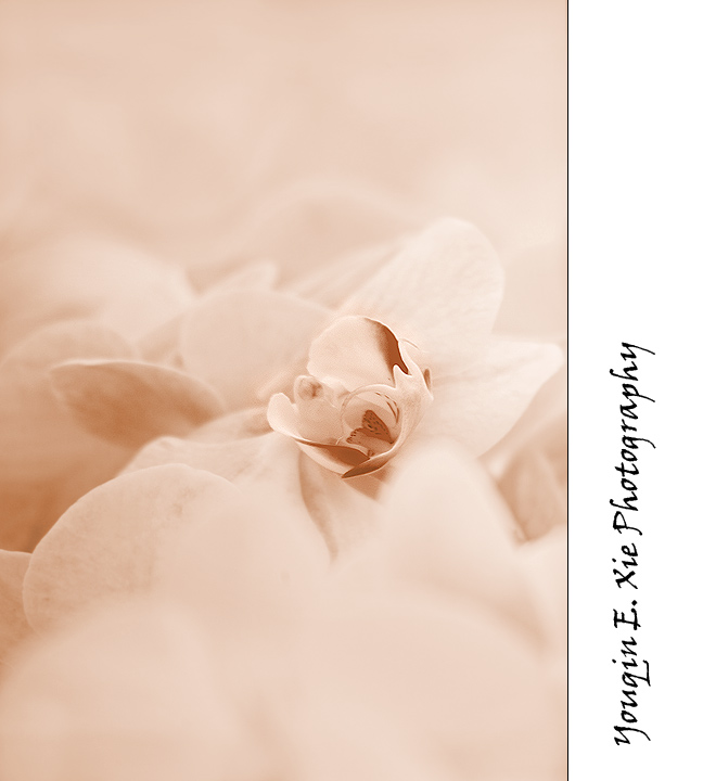 Orchid_6929V2_F.jpg