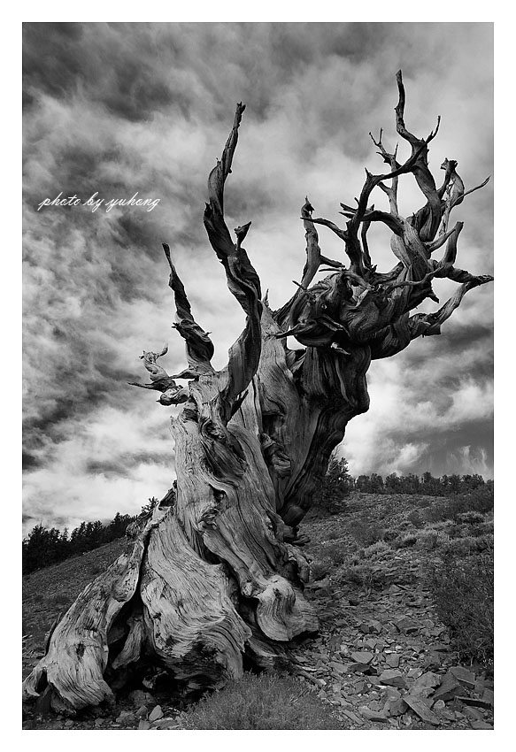 _MG_9225 copy.jpg